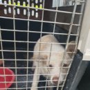 사내면사무소 이미지