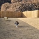 까사드만수 | 애견동반숙소 <까사드만수> 사용후기!