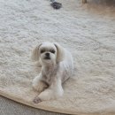 딩딩이발소 이미지