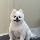 Grooming574 이미지