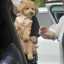 댕댕이모 이미지