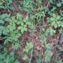 청솔 약초 동우회. 찬조방 이미지