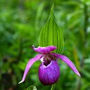 복주머니 이미지