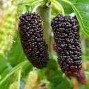 두지농장 이미지