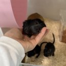 햄스터 분양 햄스터월드 이미지