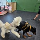 트리머펫 이미지