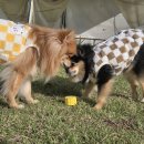 다오동물병원 이미지