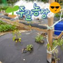 부자 농장 | 2025 파주시 주말농장 후기 : 브롱이 농부가 되.