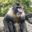 [동물 이야기] '라이언 킹'에 나오는 주술사 원숭이… 친근감 표현할 때 입 쩍 벌린대요 이미지