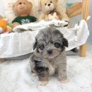 꽃강아지 이미지