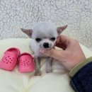 버디독 강아지분양 안심분양센터 시흥점 이미지