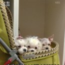 미니 앤 바니 애견샵 이미지