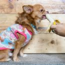 바나나동물병원 이미지