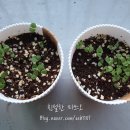 다이소 신대부적점 이미지