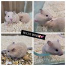 와우펫 이미지
