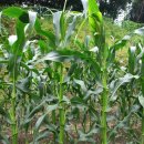 연임농장 이미지