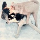 핑크여우 - 안산시 상록구 중보로 49 | 핑크여우