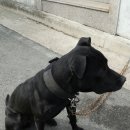 똥강아지 이미지