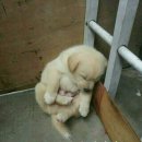 복