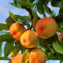 도장농장 이미지