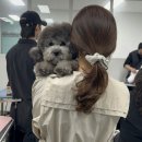 세종클래스애견미용학원