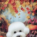 울알라애견미용 이미지