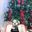 오프독 반려견 종합교육문화센터 이미지