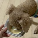 펫츠 퀴진 | 노령견간식 추천 펫츠퀴진 강아지 츄르 배숙퓨레