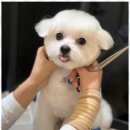 키스더도그/아르테미스 네이버블로그