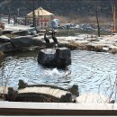 민들레울 이미지