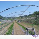 덕재농장 이미지