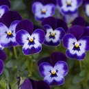 보드게임으로 배우는 영어 이미지