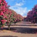 삼달교차로 3 이미지