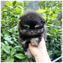 강아지분양 애견입양 아이러브독 인천점 이미지