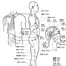 足少陽膽經 (Gallbladder Meridian, GB) 이미지