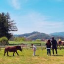 주주애견 이미지