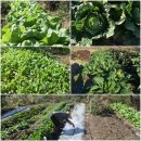 본연농장 이미지