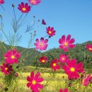 카페;예인 Daum카페
