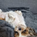 디오빌 동물병원 이미지