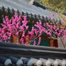 웰빙 떡·한과 | 궁중 음식과 다과 – 한과, 떡, 다식의 풍류와 격식