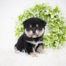 봉산동 강아지 이미지