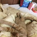 노리댕댕 이미지