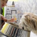 애견호텔 이미지