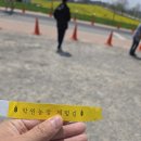 이삭농장 | 2026 고창 청보리밭 축제 실시간 후기! 도깨비 촬영지의 노란 유채꽃, 비주얼은 100점 향기는...