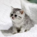 고양이가정분양 자체브리딩 니팅캣 | 양평고양이분양 고민 중이라면 도레미캣본점