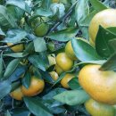 동백농장 이미지