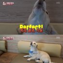 동물농장 이미지