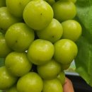 풍산농원 이미지