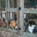 가금농장 이미지