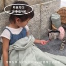 고양이카페 루프캣미 명동점 이미지